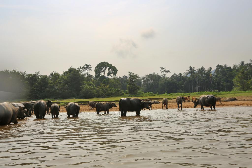 Hotel Mutiara Taman Negara Kuala Tahan Zewnętrze zdjęcie